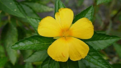 Image pensionersmanifesto.co.uk 2102 1745981854091